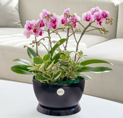 호접란 키우는 법 실내 관리 비법(기본 정보, 물주기, 습도, 화분관리)