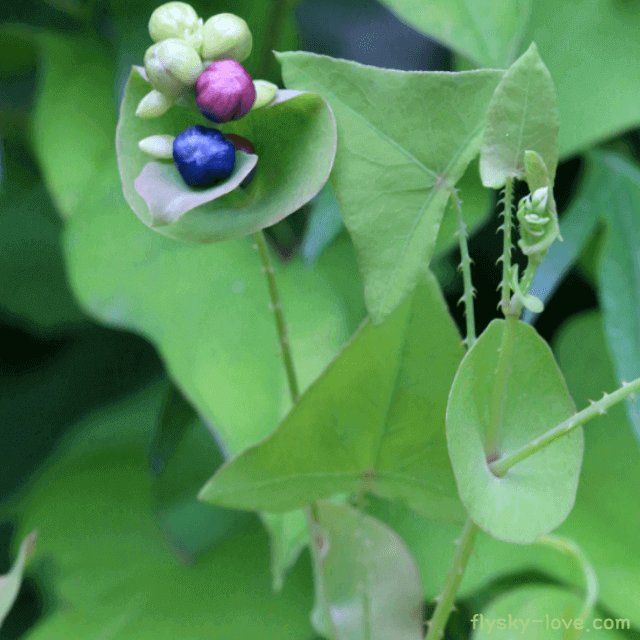사광이풀 (며느리배꼽) 효능