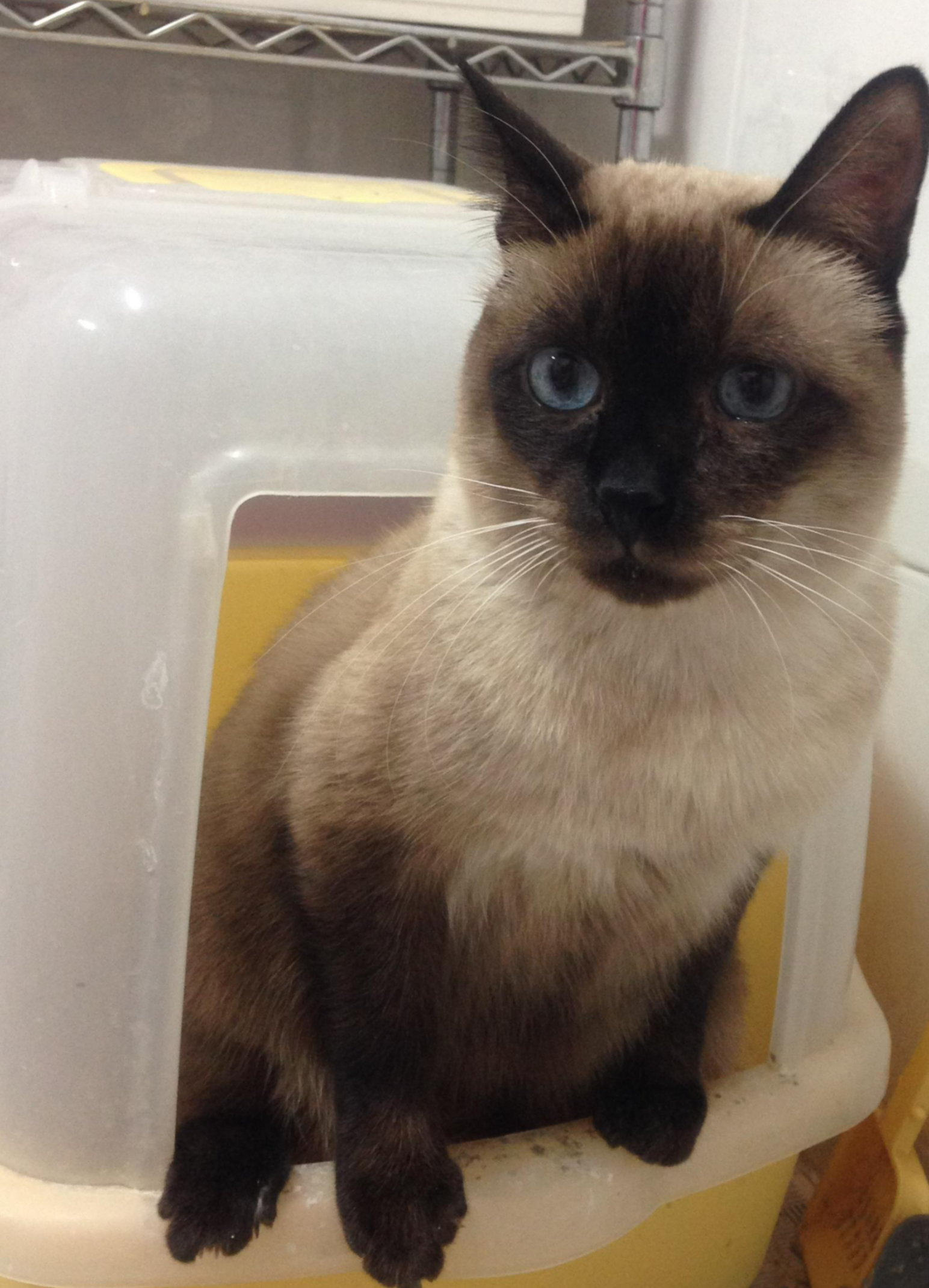 고양이 모래 추천4