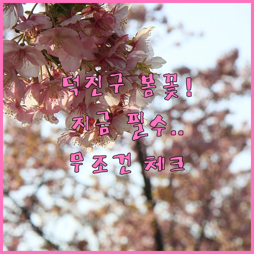 전주 덕진구 봄꽃 구경 명소와 나들이..