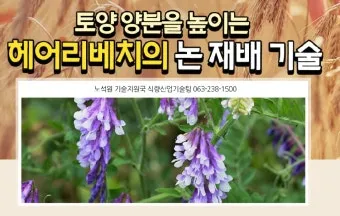 히솝 재배 씨 뿌리기 통풍 관리 허브 차 활용_6