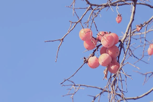 단감 보관법 신선한 유지 꿀팁