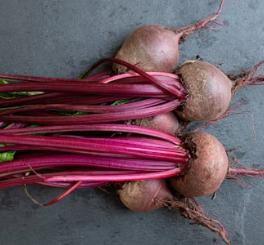 비트 효능 및 부작용 먹는 방법 칼로리 소변색