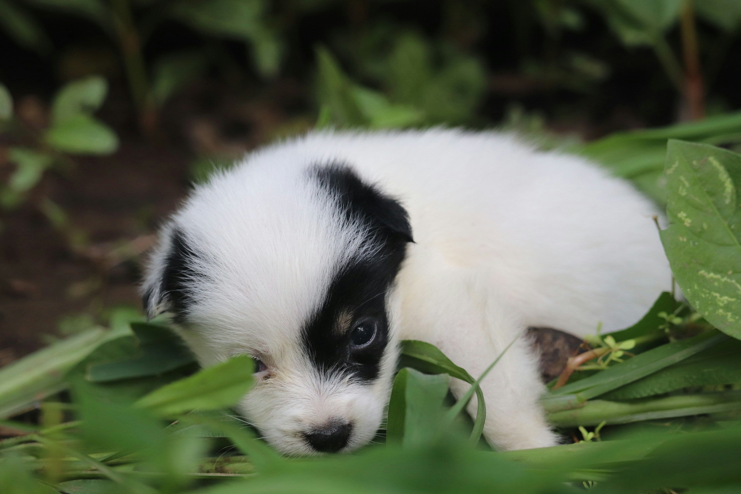 반려견동반계곡