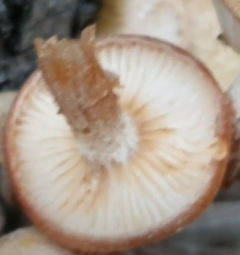 뽕나무 버섯 부치 뜯어낸 모습