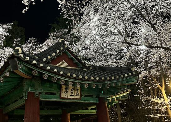 강릉 벚꽃