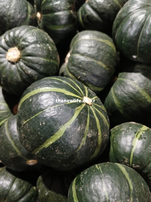 9월 제철을 맞아 수확된 해남 등 남부 지방의 효능이 풍부한 단호박 실물 사진