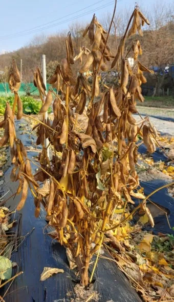 콩 재배 파종 깊이 잡초 억제 멀칭 가뭄 대비_17