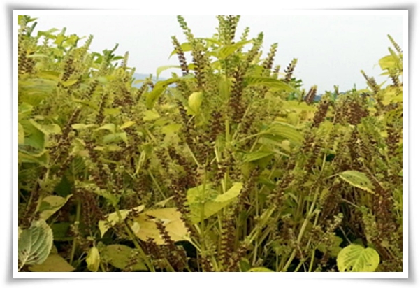 텃밭 &quot;6월, 들깨 심으세요!&quot; 고소함 가득 씨앗부터 수확까지 완벽 가이드!