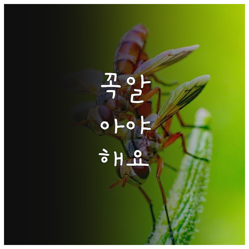 2025년 화순군 만원 임대주택 청년..