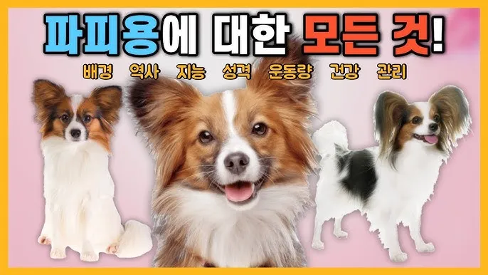 빠삐용 가격 키우기 분양 수명 먹이 성격 종류_7