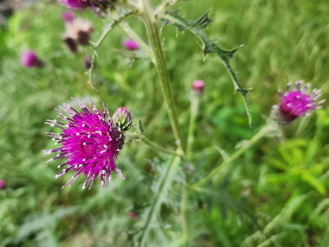 엉겅퀴(가시나물) Thistle