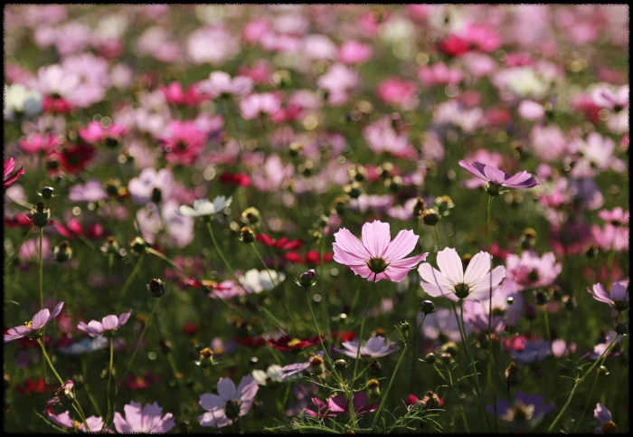 아이와 함께 가는 코스모스길 (부산 대저, 가족산책, 자연체험)