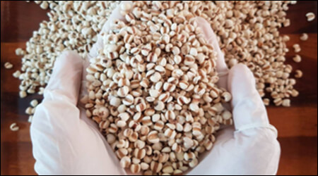 율무를 두 손으로 들어올리는 모습