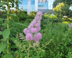 꼬리조팝나무 이미지 사진
