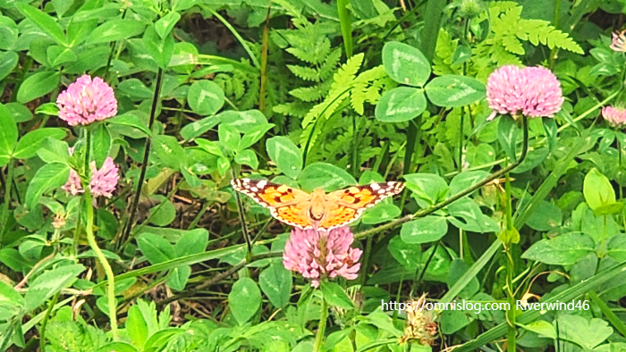작은 멋쟁이 나비(painted lady butterfly)