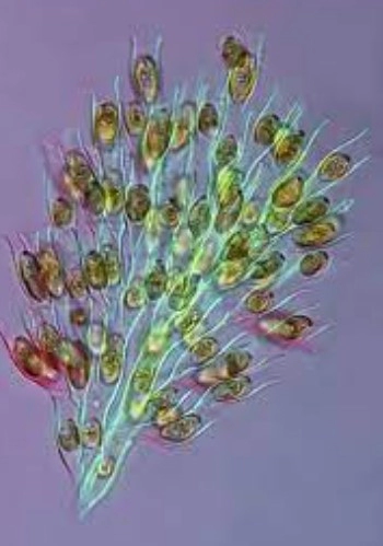 Frequently Asked Questions (FAQs)