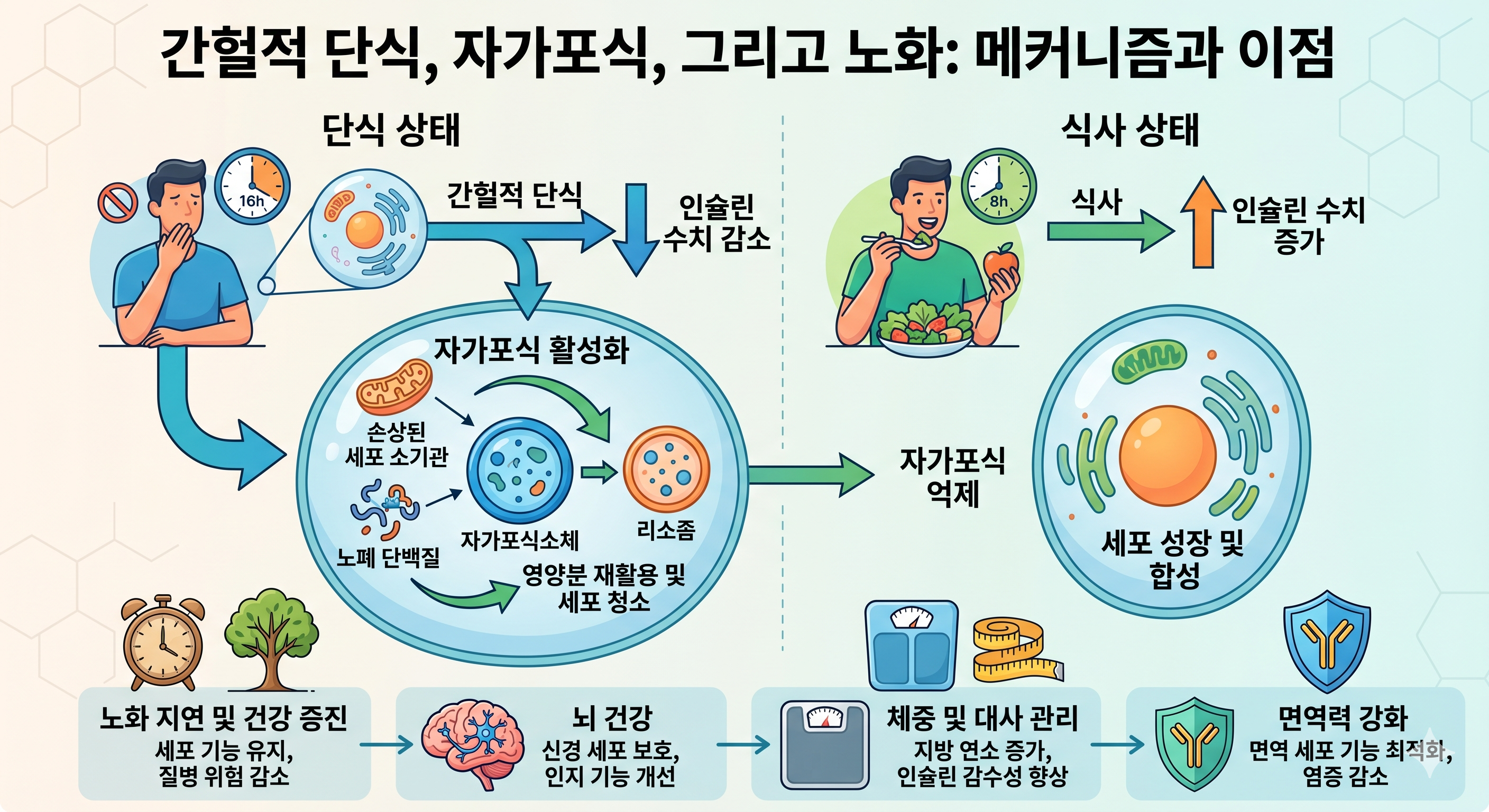 간헐적 단식 16:8 오토파지 &mdash; 인슐린 저하 AMPK mTOR 억제 세포 청소 항노화 기전