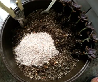 계란껍질 분말 토양개선 칼슘보충 사용요령 초보도 따라하기_11