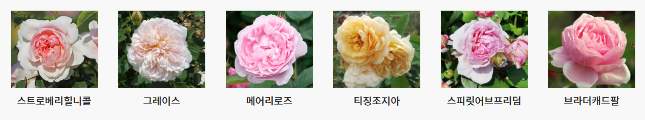 서울대공원 장미원 입장료, 1인당 얼마?