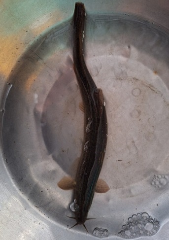 우리토종미꾸리