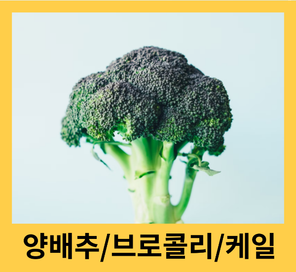 양배추, 브로콜리 효능, 케일 효능