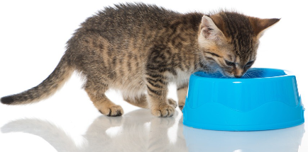 물을 마시고 있는 고양이.