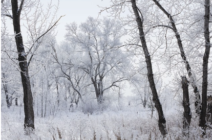 백일해 증상, 감기와의 차이점