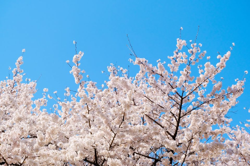 서울 벚꽃 명소