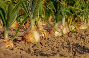 양파즙 효능 및 영양성분, 주의점