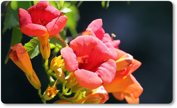 아름다운 꽃의 매력 능소화 꽃말/특성/재배법/활용법/관광 명소