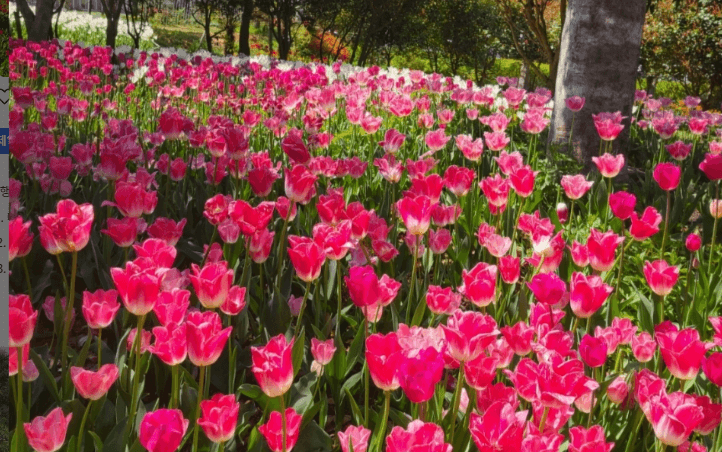 4월 축제 하는곳