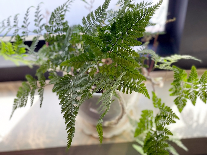 양치식물-넉줄고사리