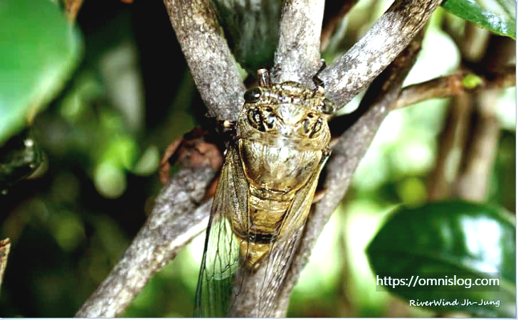 완전한 매미성충