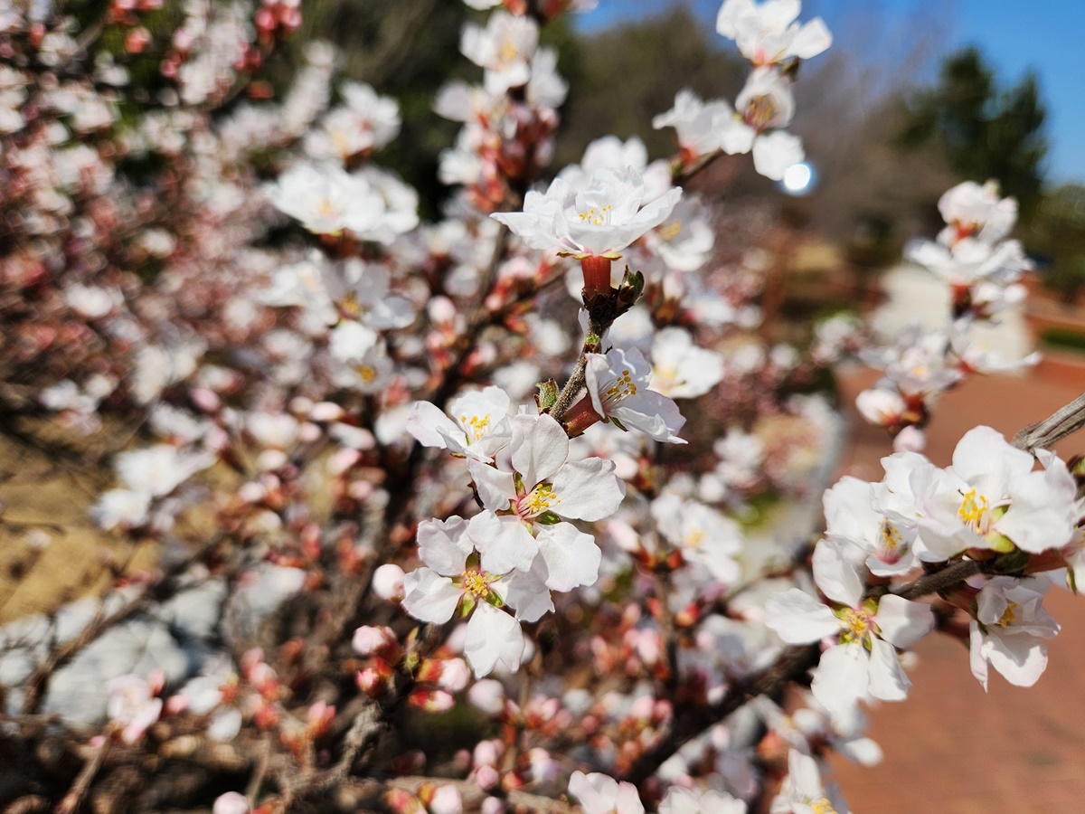 앵도나무(앵두나무)