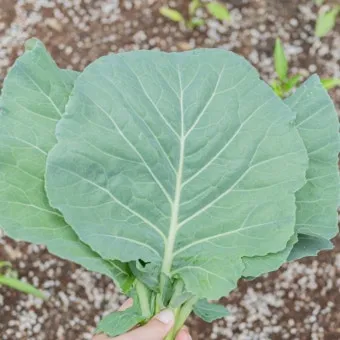 콜라드 재배 상자 텃밭 배양토 배합 병해 줄이기_3