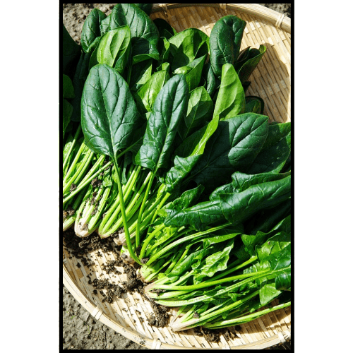 시금치