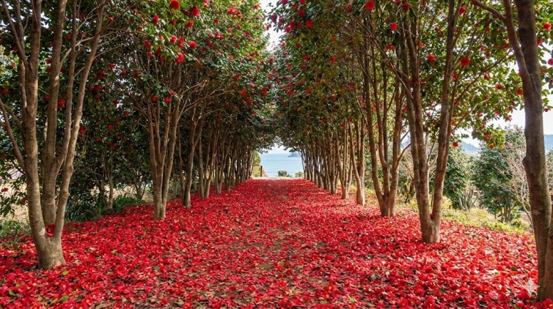 2026 겨울 동백꽃 전국 명소 여기 어디?