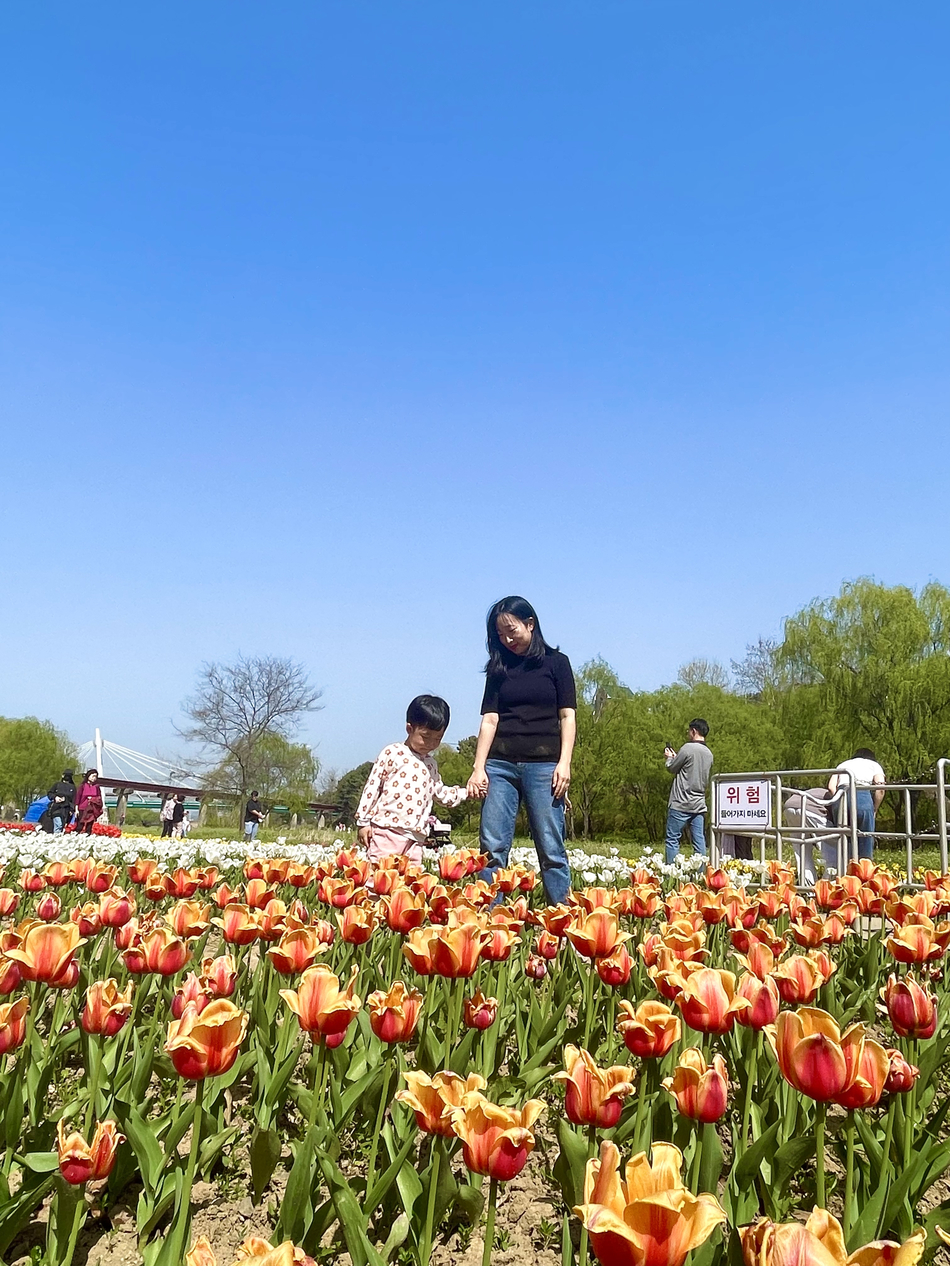 승기천 꽃피나 봄 축제 완벽 가이드