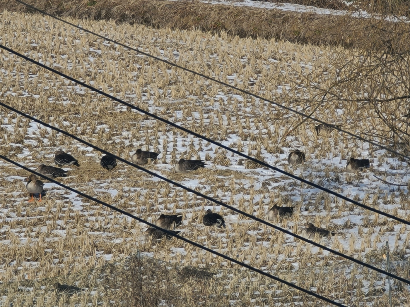 겨울 철새 쇠기러기들