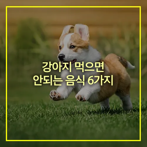강아지 먹으면 안되는 음식