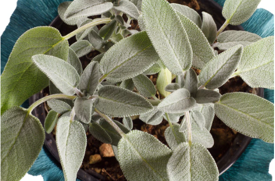 벌레 쫓는 식물