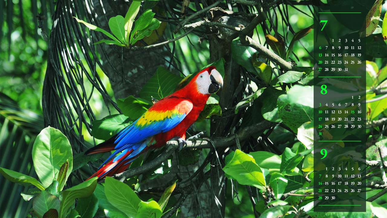 07 스칼렛 마카우 옆모습 B - 2025년8월 노트북배경화면