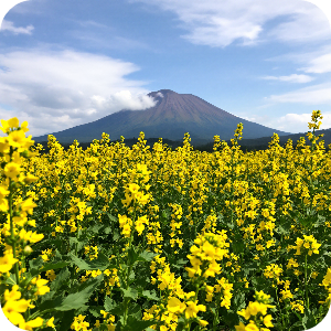 제주도 성산일출봉 유채꽃밭 가상 이미지