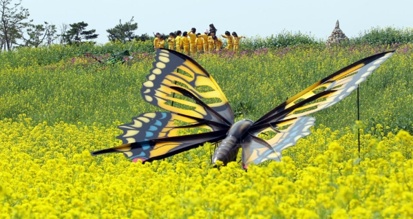 2025 함평나비축제,