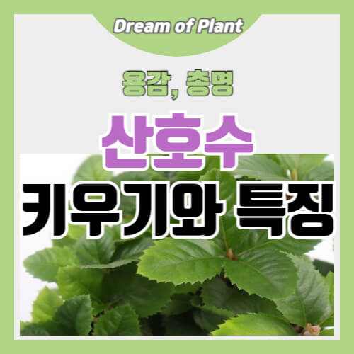 산호수 키우기와 특징 썸네일 이미지