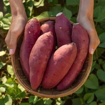 고구마 삶는법 맛있게 황금레시피 효능 칼로리_4