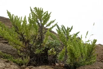 사철나물 재배 상자 텃밭 초보 가능 물 관리_13