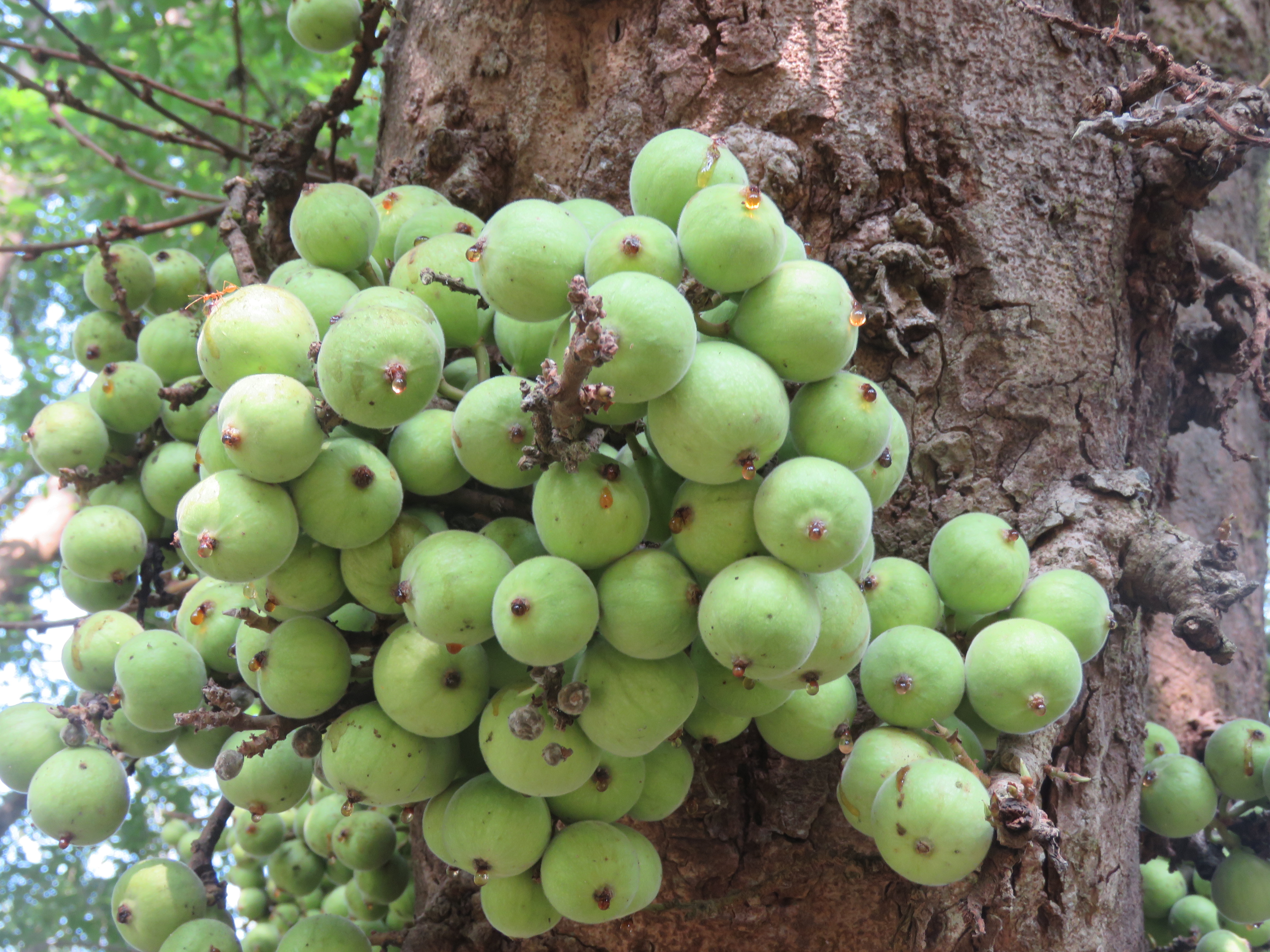 피쿠스글로메라타 Ficus glomerata