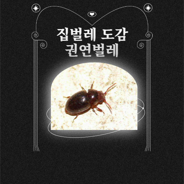 권연벌레 없애는 법